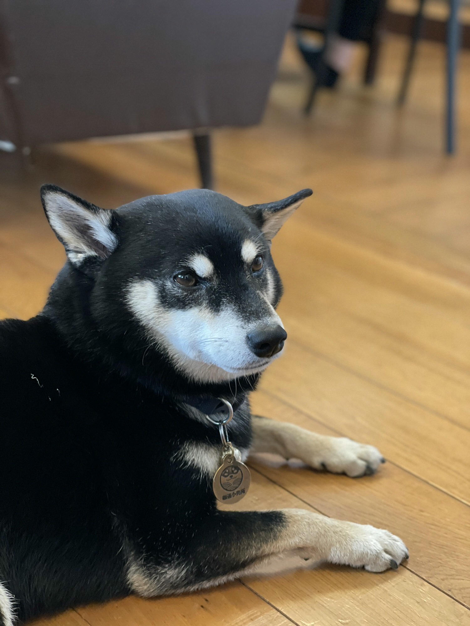 斗宅。揀茶舍Shiba Inu Cafe|在日式古蹟裡喝咖啡,還有兩隻可愛的柴柴陪伴你,從戶外拍到室內,記憶卡都爆啦。花蓮美食 - 第35張圖 斗宅。揀茶舍Shiba Inu Cafe|在日式古蹟裡喝咖啡,還有兩隻可愛的柴柴陪伴你,從戶外拍到室內,記憶卡都爆啦。花蓮美食