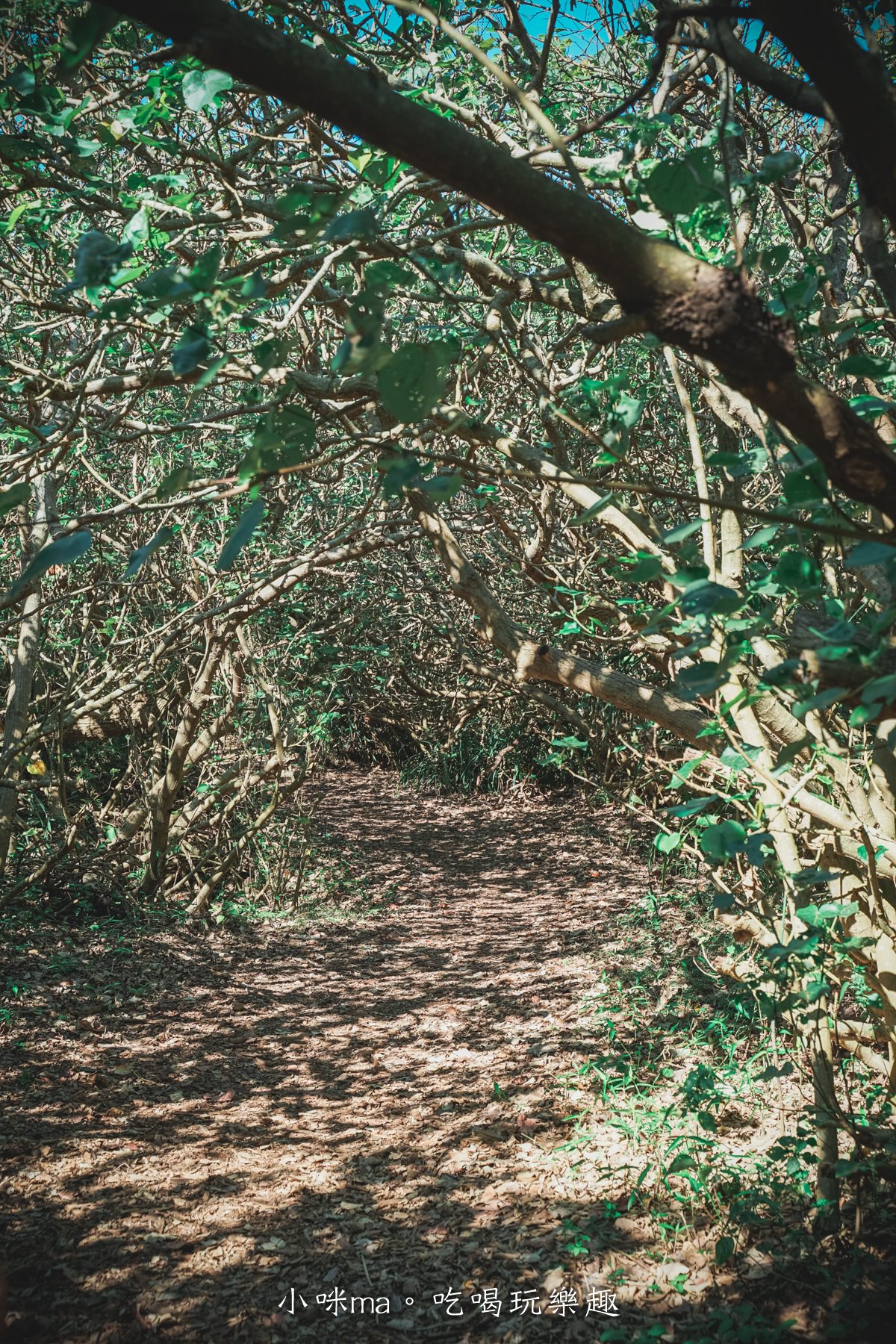草漯沙丘地質公園｜有台版撒哈拉沙漠之稱，特別的沙丘地形可以拍大片啊，還有龍貓隧道很美。桃園景點