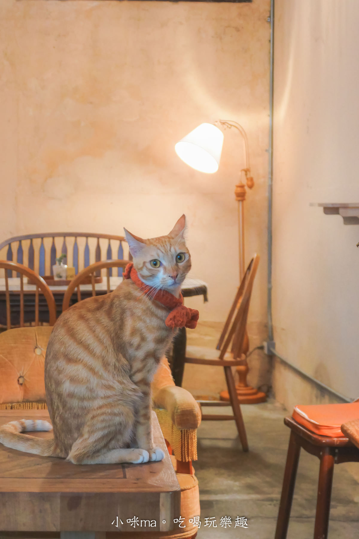 貓嶼 Cat Island|為浪貓而生的網美咖啡廳,獨棟老宅變身摩洛哥風格,來這裡吃美食、拍美照還能撸貓喔,新竹美食 - 第10張圖 貓嶼 Cat Island|為浪貓而生的網美咖啡廳,獨棟老宅變身摩洛哥風格,來這裡吃美食、拍美照還能撸貓喔,新竹美食