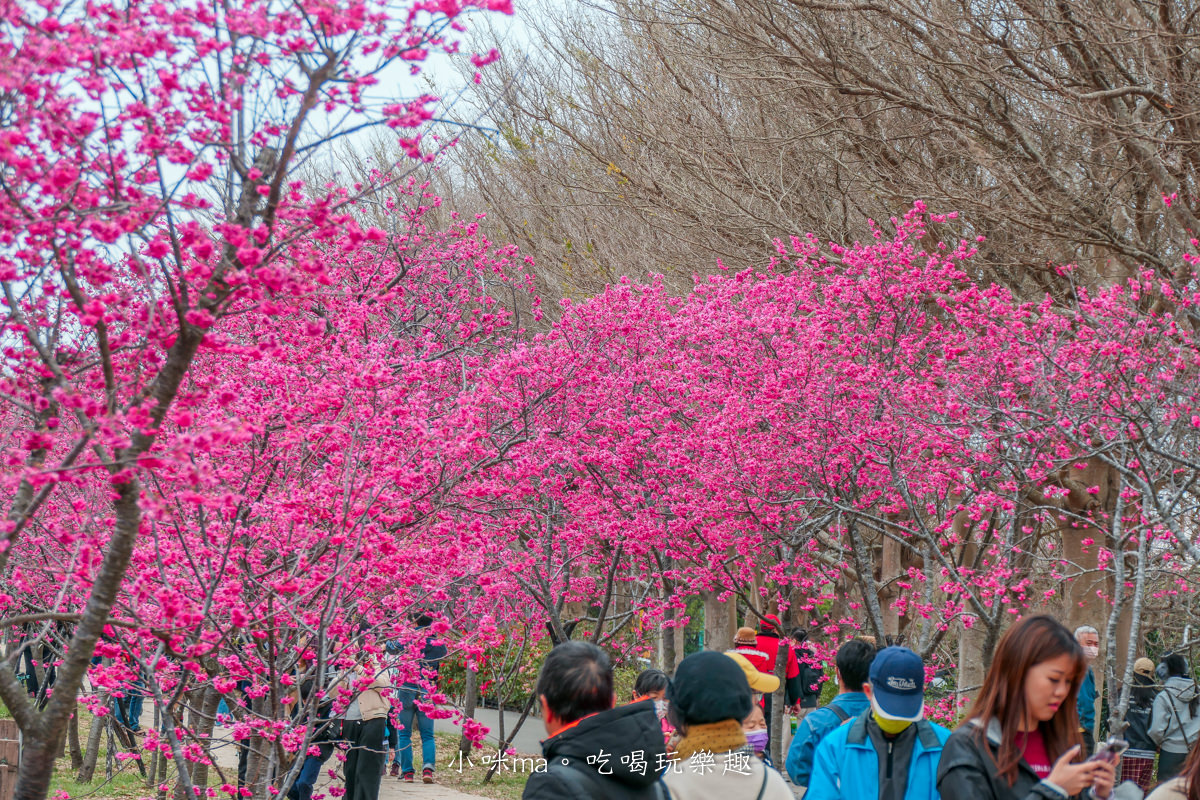 中科崴立櫻花公園|台中賞櫻不用上山,后里平地就有千坪櫻花林,完全免費任你拍,台中景點 - 第11張圖 中科崴立櫻花公園|台中賞櫻不用上山,后里平地就有千坪櫻花林,完全免費任你拍,台中景點