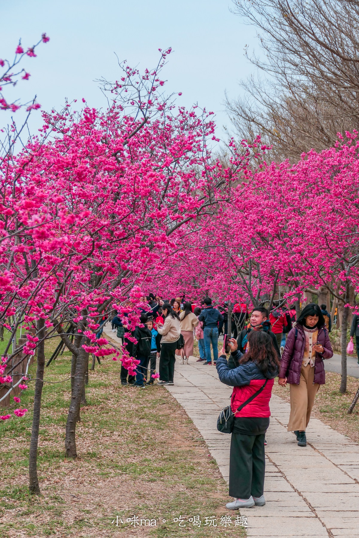 中科崴立櫻花公園|台中賞櫻不用上山,后里平地就有千坪櫻花林,完全免費任你拍,台中景點 - 第13張圖 中科崴立櫻花公園|台中賞櫻不用上山,后里平地就有千坪櫻花林,完全免費任你拍,台中景點