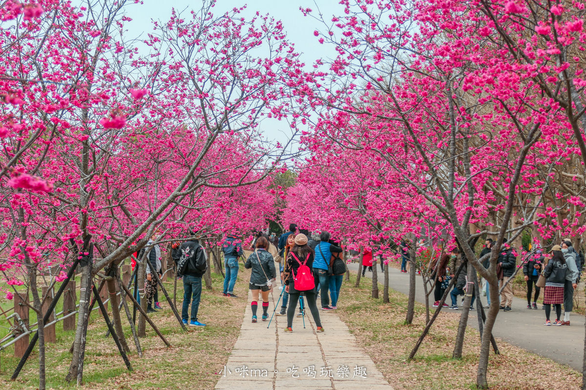 中科崴立櫻花公園|台中賞櫻不用上山,后里平地就有千坪櫻花林,完全免費任你拍,台中景點 - 第12張圖 中科崴立櫻花公園|台中賞櫻不用上山,后里平地就有千坪櫻花林,完全免費任你拍,台中景點