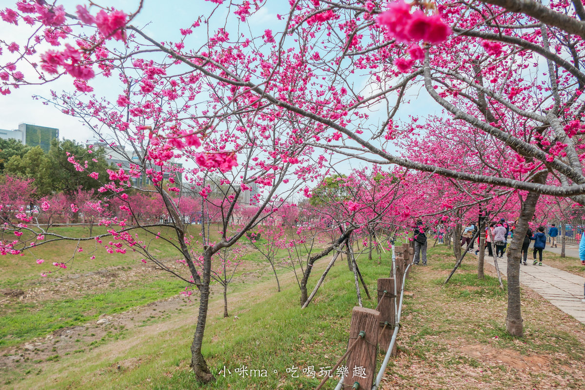 中科崴立櫻花公園|台中賞櫻不用上山,后里平地就有千坪櫻花林,完全免費任你拍,台中景點 - 第15張圖 中科崴立櫻花公園|台中賞櫻不用上山,后里平地就有千坪櫻花林,完全免費任你拍,台中景點