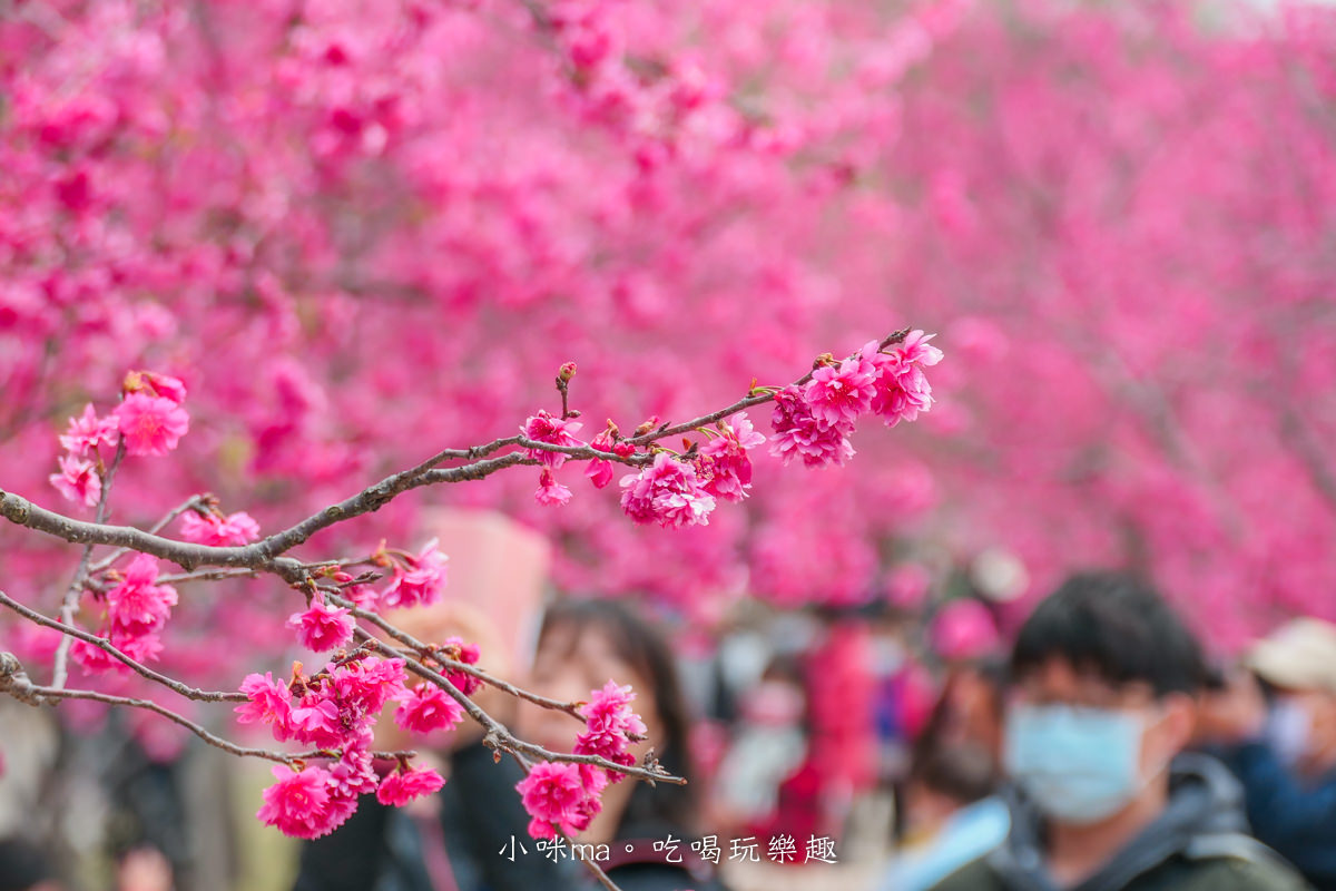 中科崴立櫻花公園|台中賞櫻不用上山,后里平地就有千坪櫻花林,完全免費任你拍,台中景點 - 第16張圖 中科崴立櫻花公園|台中賞櫻不用上山,后里平地就有千坪櫻花林,完全免費任你拍,台中景點