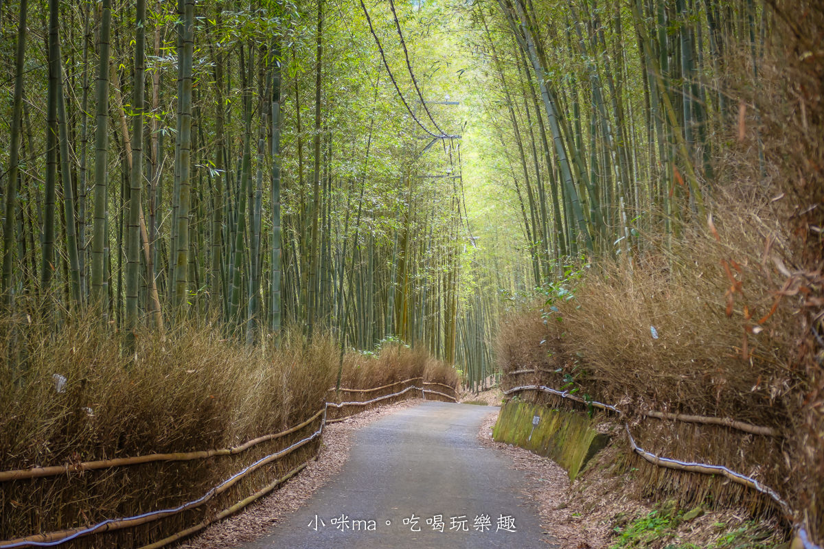 大鞍竹海隧道|台版京都嵐山竹林隧道!200公尺就讓你拍翻,免門票又好停車,往八卦茶園路上,竹山景點 - 第6張圖 大鞍竹海隧道|台版京都嵐山竹林隧道!200公尺就讓你拍翻,免門票又好停車,往八卦茶園路上,竹山景點