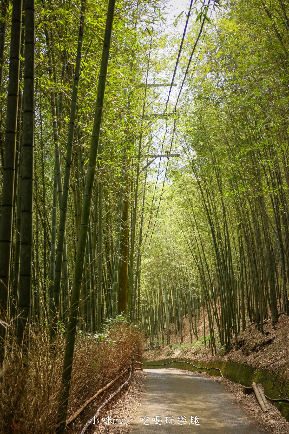 大鞍竹海隧道|台版京都嵐山竹林隧道!200公尺就讓你拍翻,免門票又好停車,往八卦茶園路上,竹山景點 - 第10張圖 大鞍竹海隧道|台版京都嵐山竹林隧道!200公尺就讓你拍翻,免門票又好停車,往八卦茶園路上,竹山景點