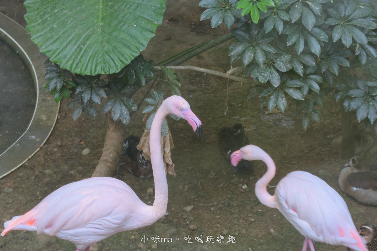 南投鳳凰谷鳥園生態園區|銅板價門票讓你近距離接觸鳥類,磨石子溜滑梯、森林步道、瀑布通通有,南投景點 - 第15張圖 南投鳳凰谷鳥園生態園區|銅板價門票讓你近距離接觸鳥類,磨石子溜滑梯、森林步道、瀑布通通有,南投景點