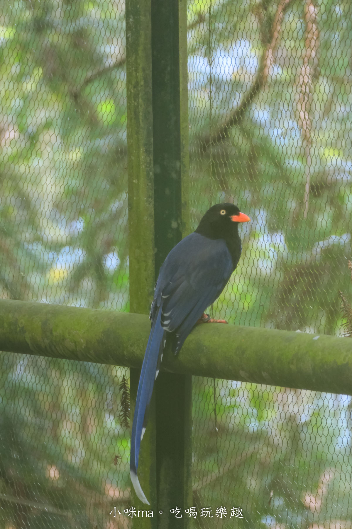 南投鳳凰谷鳥園生態園區|銅板價門票讓你近距離接觸鳥類,磨石子溜滑梯、森林步道、瀑布通通有,南投景點 - 第16張圖 南投鳳凰谷鳥園生態園區|銅板價門票讓你近距離接觸鳥類,磨石子溜滑梯、森林步道、瀑布通通有,南投景點