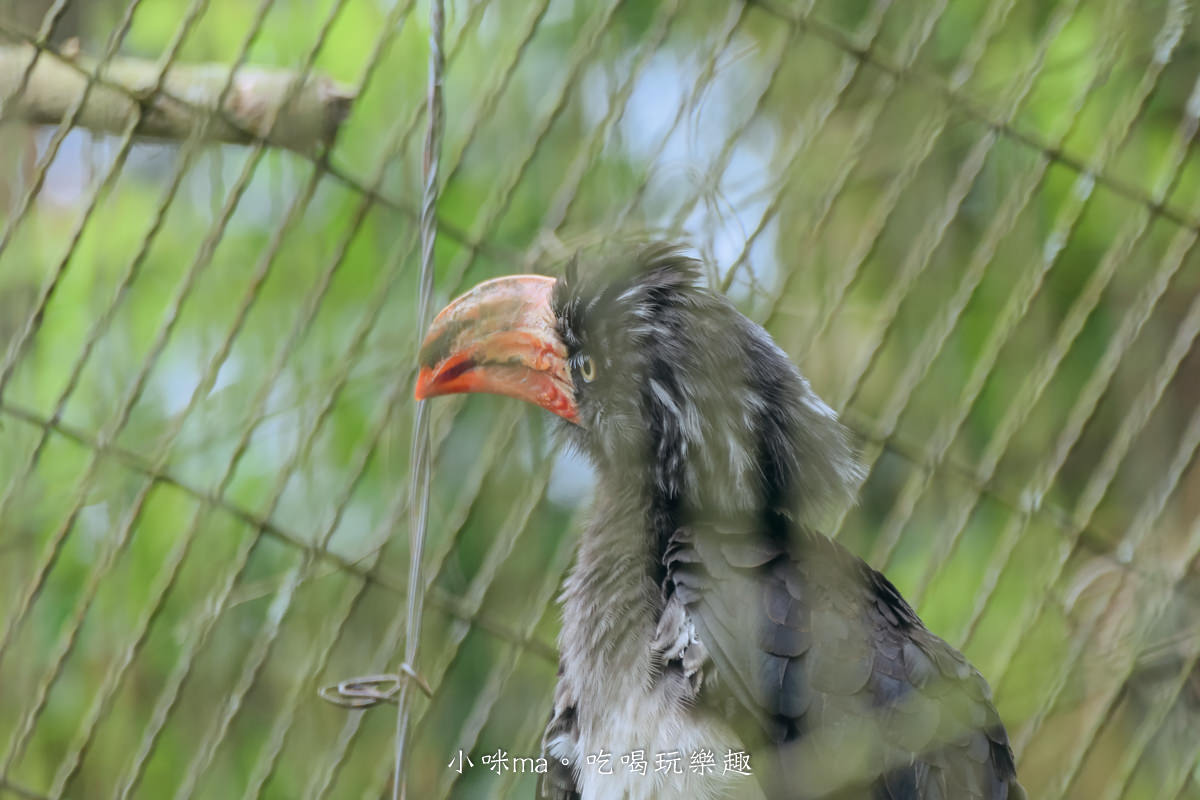 南投鳳凰谷鳥園生態園區|銅板價門票讓你近距離接觸鳥類,磨石子溜滑梯、森林步道、瀑布通通有,南投景點 - 第18張圖 南投鳳凰谷鳥園生態園區|銅板價門票讓你近距離接觸鳥類,磨石子溜滑梯、森林步道、瀑布通通有,南投景點
