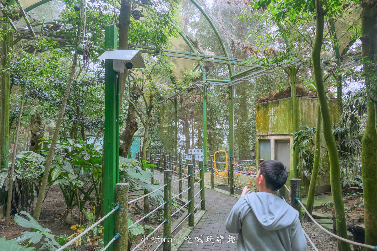 南投鳳凰谷鳥園生態園區|銅板價門票讓你近距離接觸鳥類,磨石子溜滑梯、森林步道、瀑布通通有,南投景點 - 第22張圖 南投鳳凰谷鳥園生態園區|銅板價門票讓你近距離接觸鳥類,磨石子溜滑梯、森林步道、瀑布通通有,南投景點
