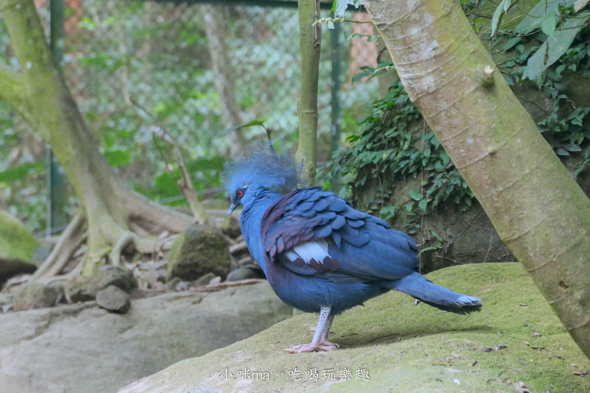 南投鳳凰谷鳥園生態園區|銅板價門票讓你近距離接觸鳥類,磨石子溜滑梯、森林步道、瀑布通通有,南投景點 - 第27張圖 南投鳳凰谷鳥園生態園區|銅板價門票讓你近距離接觸鳥類,磨石子溜滑梯、森林步道、瀑布通通有,南投景點