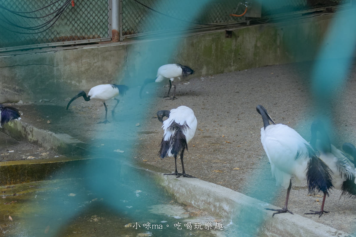 南投鳳凰谷鳥園生態園區|銅板價門票讓你近距離接觸鳥類,磨石子溜滑梯、森林步道、瀑布通通有,南投景點 - 第32張圖 南投鳳凰谷鳥園生態園區|銅板價門票讓你近距離接觸鳥類,磨石子溜滑梯、森林步道、瀑布通通有,南投景點