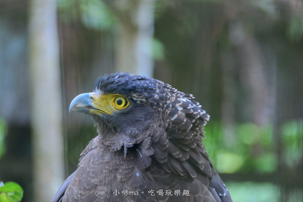 南投鳳凰谷鳥園生態園區|銅板價門票讓你近距離接觸鳥類,磨石子溜滑梯、森林步道、瀑布通通有,南投景點 - 第33張圖 南投鳳凰谷鳥園生態園區|銅板價門票讓你近距離接觸鳥類,磨石子溜滑梯、森林步道、瀑布通通有,南投景點