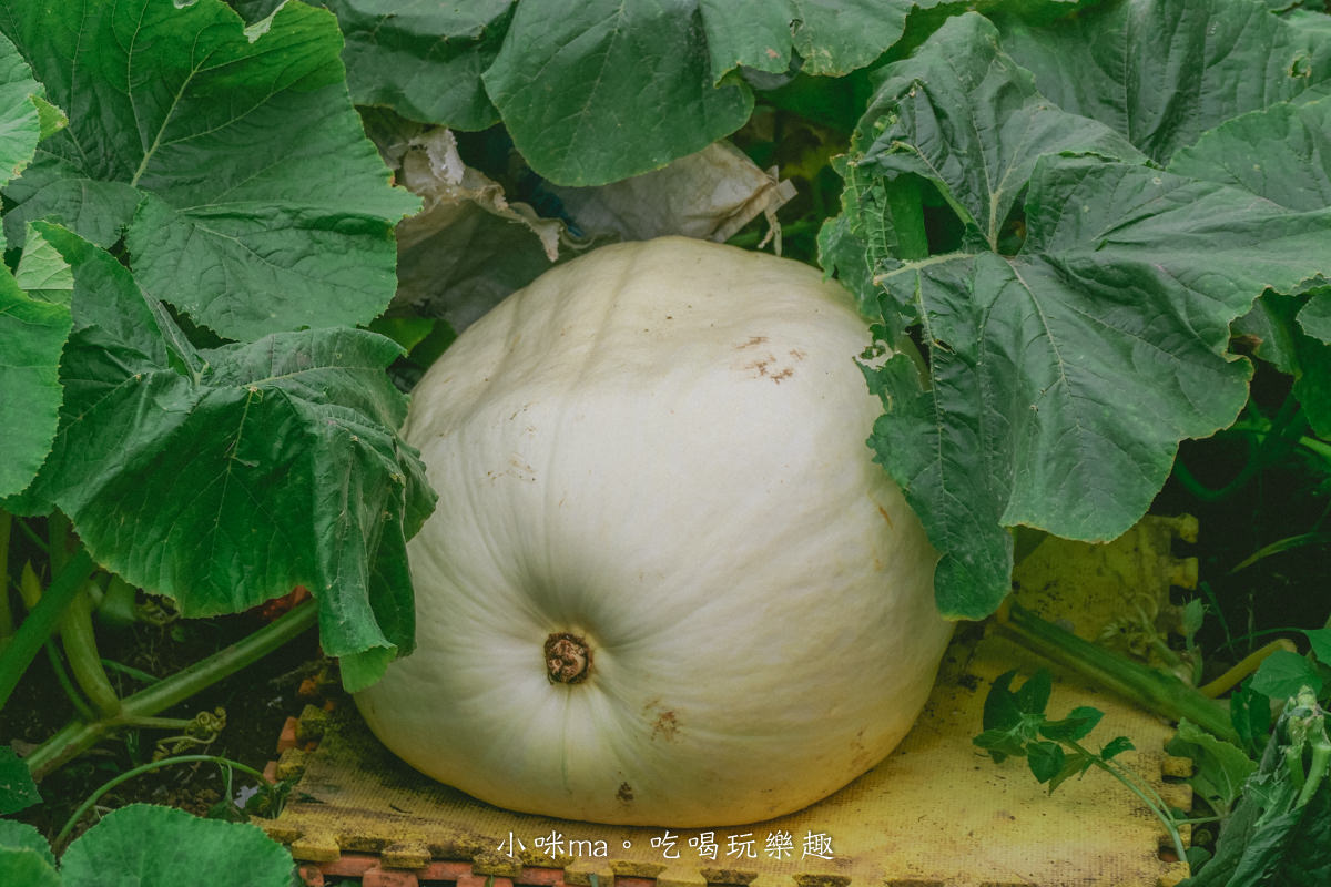 淡水南瓜隧道｜期間限定的彩虹南瓜隧道，超過20種南瓜品種讓你開眼界，免費景點順便拍美照，淡水景點