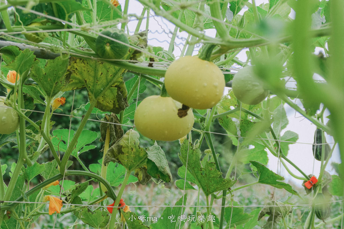 淡水南瓜隧道｜期間限定的彩虹南瓜隧道，超過20種南瓜品種讓你開眼界，免費景點順便拍美照，淡水景點