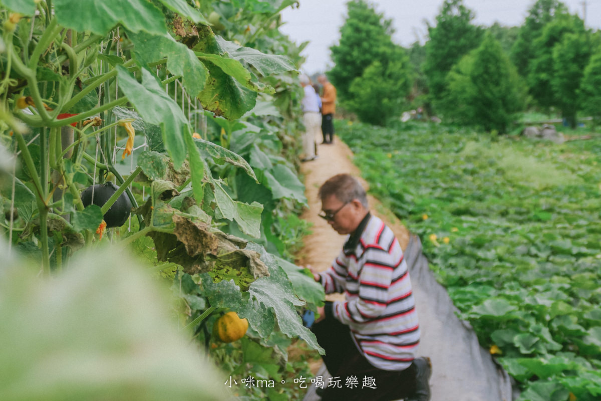 淡水南瓜隧道｜期間限定的彩虹南瓜隧道，超過20種南瓜品種讓你開眼界，免費景點順便拍美照，淡水景點