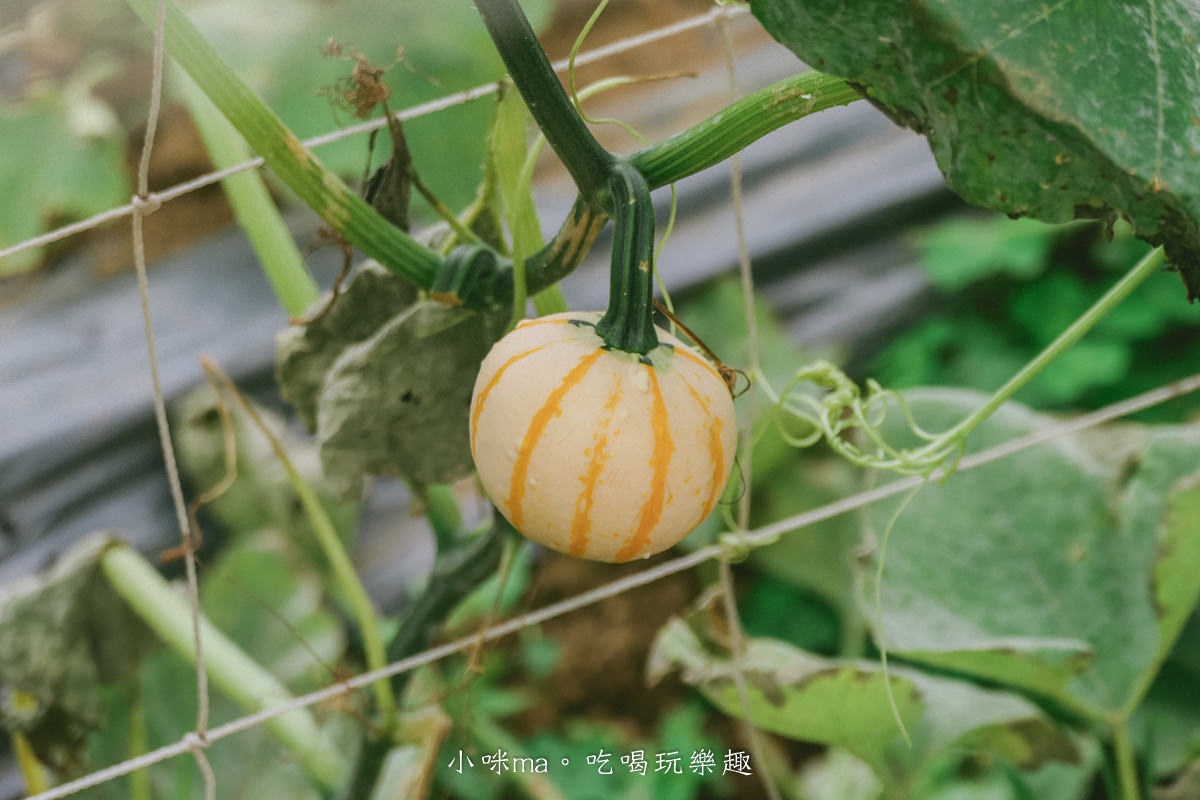 淡水南瓜隧道｜期間限定的彩虹南瓜隧道，超過20種南瓜品種讓你開眼界，免費景點順便拍美照，淡水景點