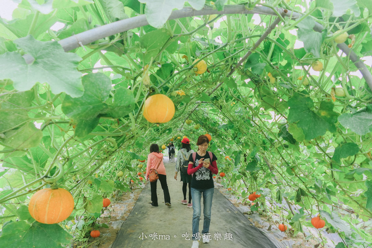 淡水南瓜隧道｜期間限定的彩虹南瓜隧道，超過20種南瓜品種讓你開眼界，免費景點順便拍美照，淡水景點