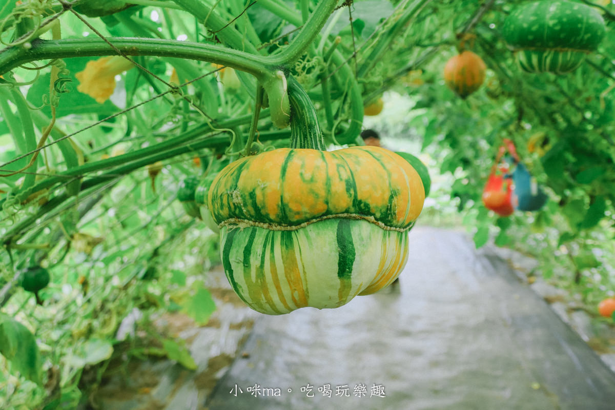 淡水南瓜隧道｜期間限定的彩虹南瓜隧道，超過20種南瓜品種讓你開眼界，免費景點順便拍美照，淡水景點
