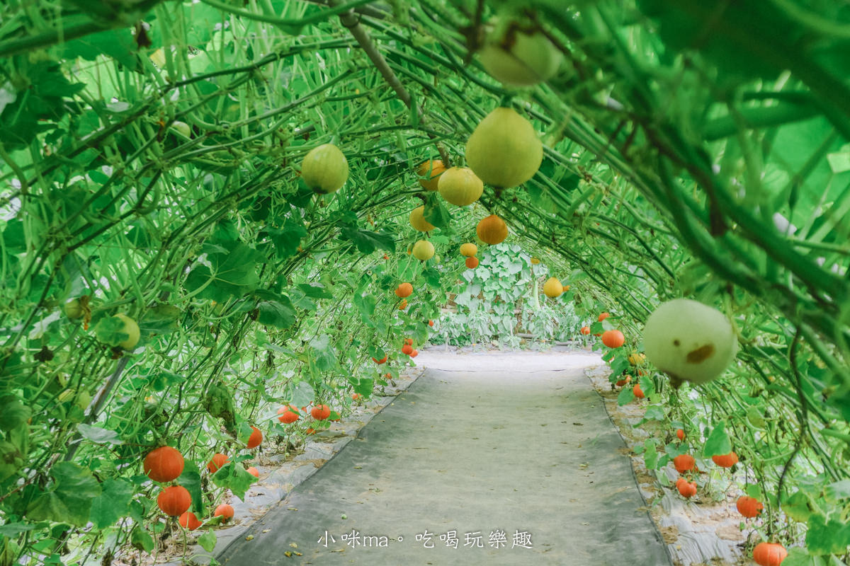 淡水南瓜隧道｜期間限定的彩虹南瓜隧道，超過20種南瓜品種讓你開眼界，免費景點順便拍美照，淡水景點