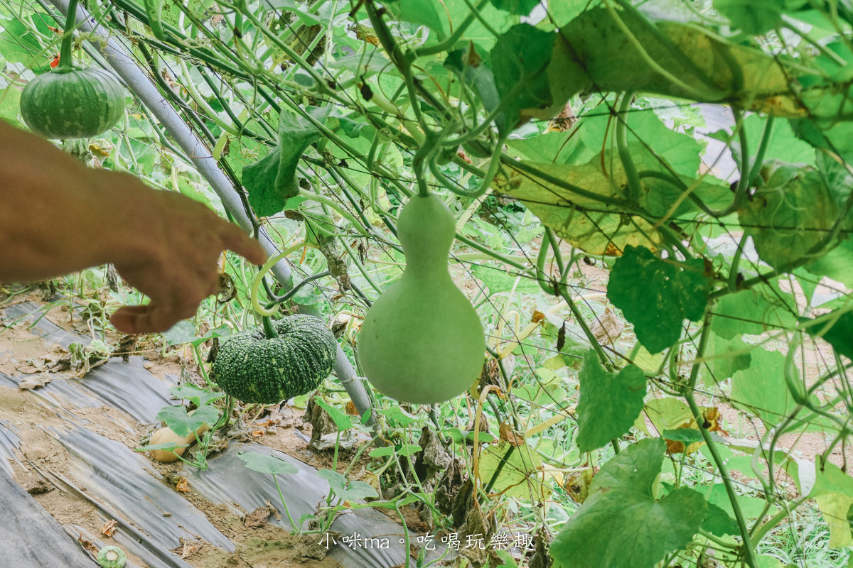 淡水南瓜隧道｜期間限定的彩虹南瓜隧道，超過20種南瓜品種讓你開眼界，免費景點順便拍美照，淡水景點