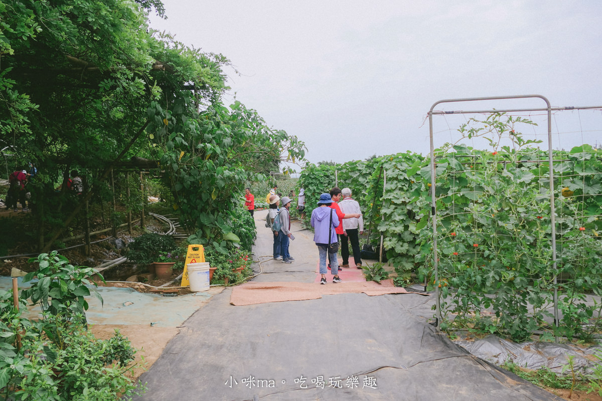 淡水南瓜隧道｜期間限定的彩虹南瓜隧道，超過20種南瓜品種讓你開眼界，免費景點順便拍美照，淡水景點