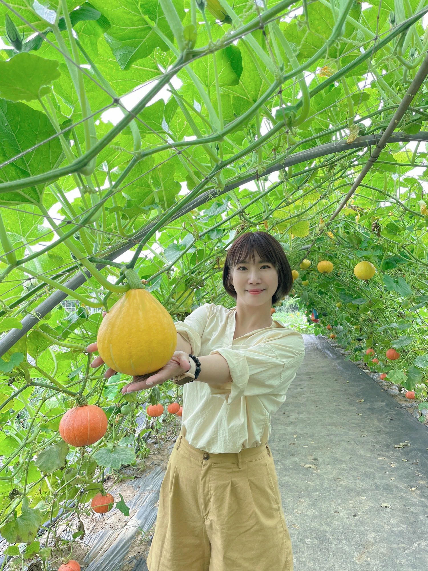 淡水南瓜隧道｜期間限定的彩虹南瓜隧道，超過20種南瓜品種讓你開眼界，免費景點順便拍美照，淡水景點