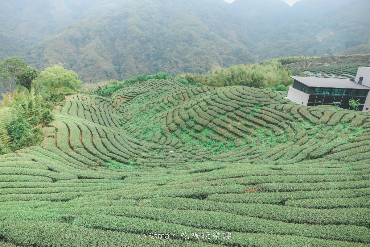 【南投景點】八卦茶園|雲霧繚繞的翠綠茶園,茶飲廣告拍攝場景,櫻花季來更是美不勝收,竹山景點 - 第7張圖 【南投景點】八卦茶園|雲霧繚繞的翠綠茶園,茶飲廣告拍攝場景,櫻花季來更是美不勝收,竹山景點