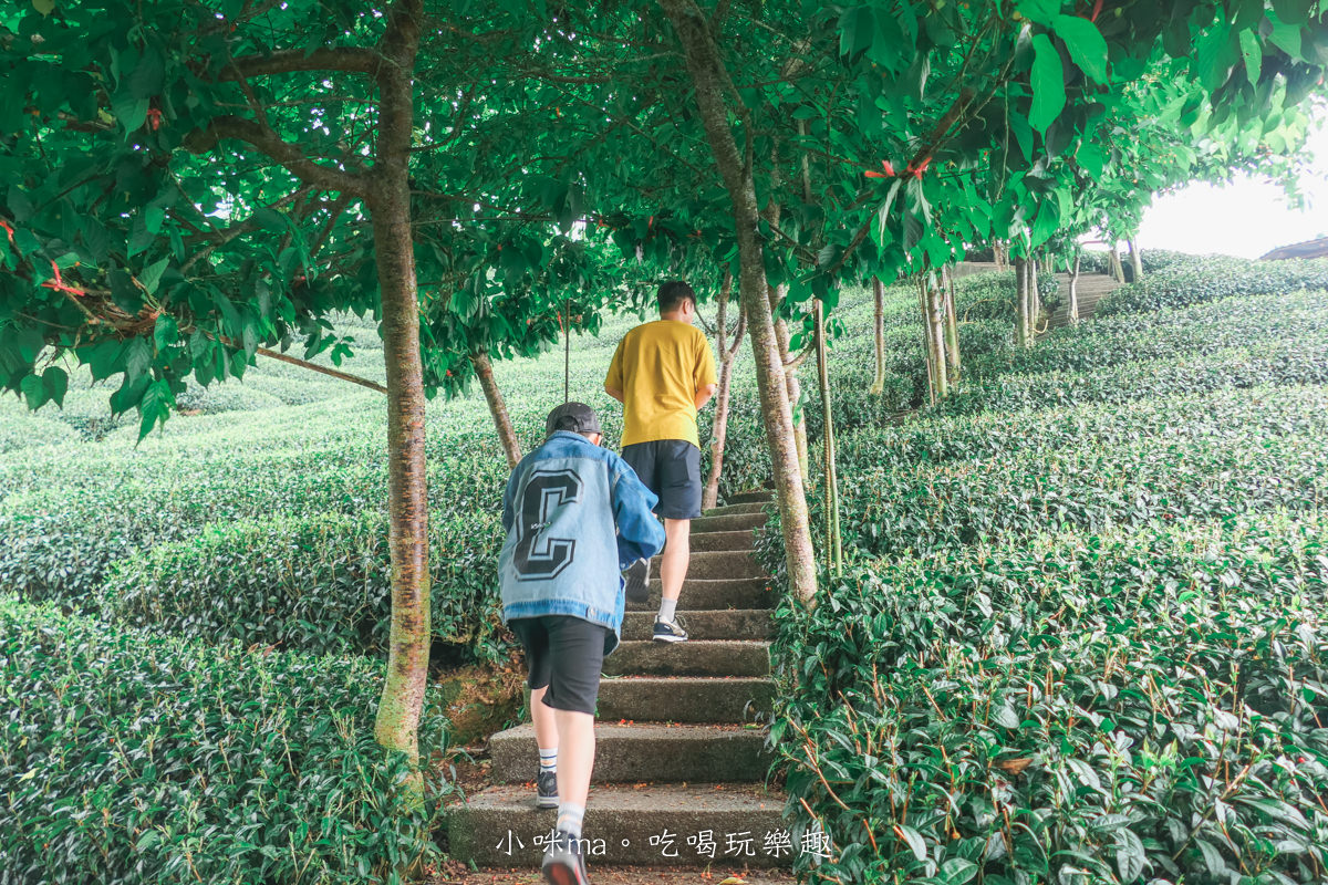 【南投景點】八卦茶園|雲霧繚繞的翠綠茶園,茶飲廣告拍攝場景,櫻花季來更是美不勝收,竹山景點 - 第14張圖 【南投景點】八卦茶園|雲霧繚繞的翠綠茶園,茶飲廣告拍攝場景,櫻花季來更是美不勝收,竹山景點