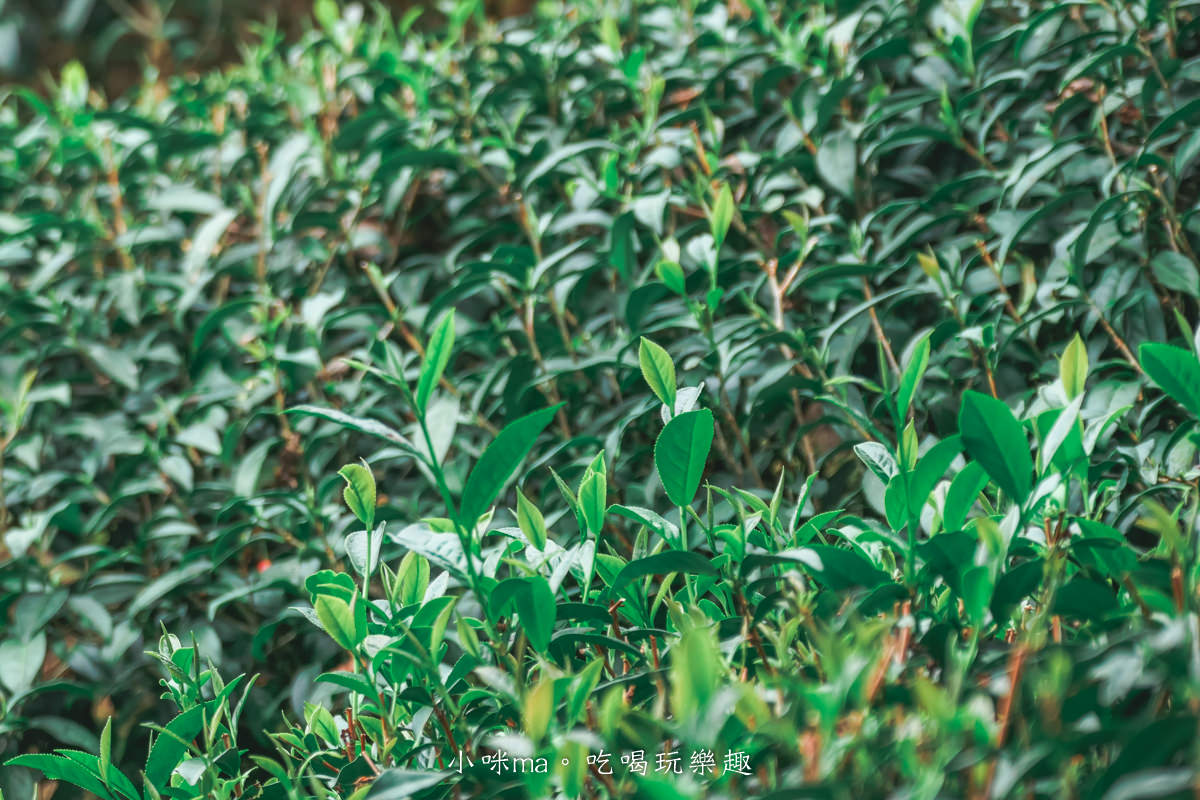 【南投景點】八卦茶園|雲霧繚繞的翠綠茶園,茶飲廣告拍攝場景,櫻花季來更是美不勝收,竹山景點 - 第16張圖 【南投景點】八卦茶園|雲霧繚繞的翠綠茶園,茶飲廣告拍攝場景,櫻花季來更是美不勝收,竹山景點