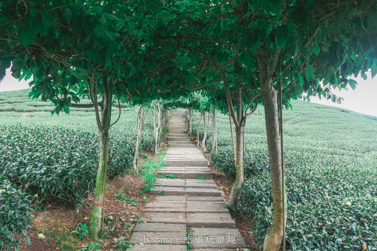 【南投景點】八卦茶園|雲霧繚繞的翠綠茶園,茶飲廣告拍攝場景,櫻花季來更是美不勝收,竹山景點 - 第13張圖 【南投景點】八卦茶園|雲霧繚繞的翠綠茶園,茶飲廣告拍攝場景,櫻花季來更是美不勝收,竹山景點