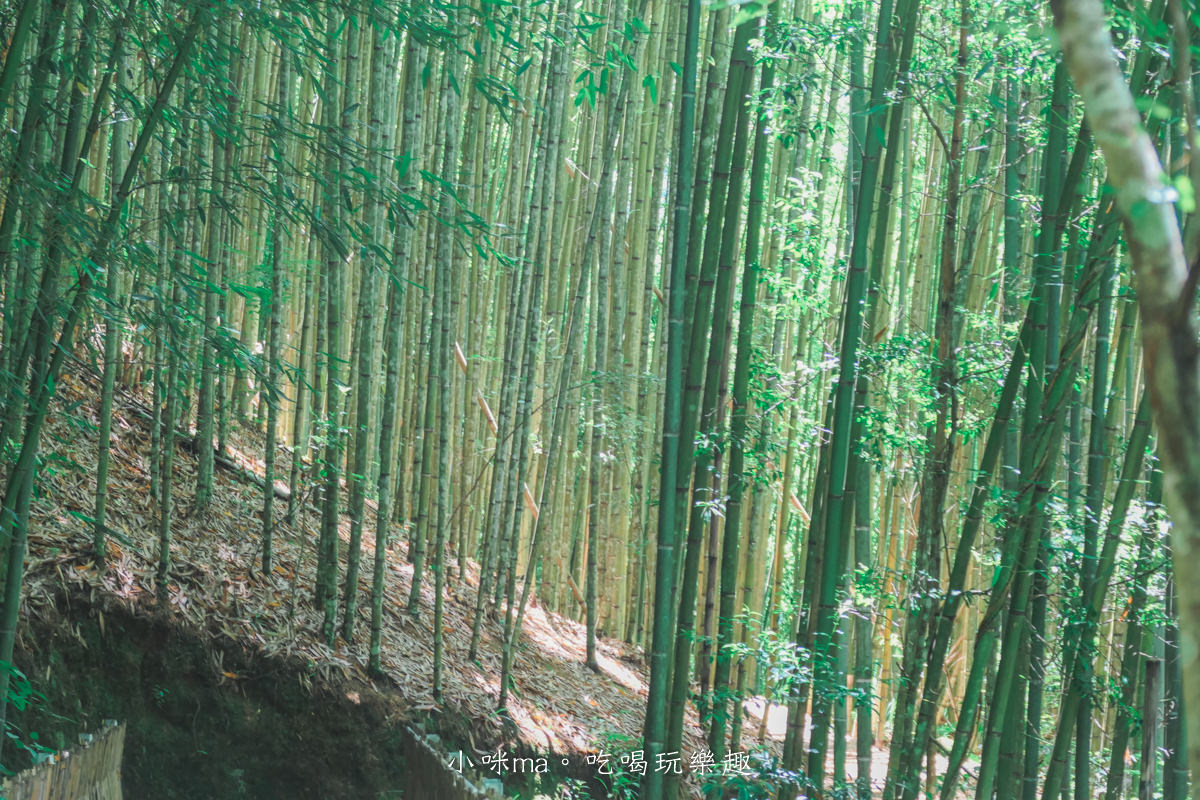 上帝的部落-司馬庫斯一日遊｜想探訪巨木群秘境不用擔心遙遠路途，愛優遊台灣包車行程 讓你輕鬆說走就走，司馬庫斯包車推薦