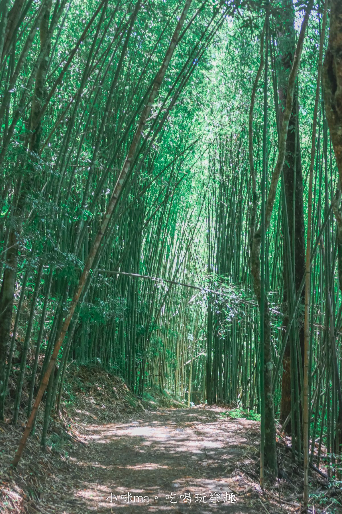 上帝的部落-司馬庫斯一日遊｜想探訪巨木群秘境不用擔心遙遠路途，愛優遊台灣包車行程 讓你輕鬆說走就走，司馬庫斯包車推薦