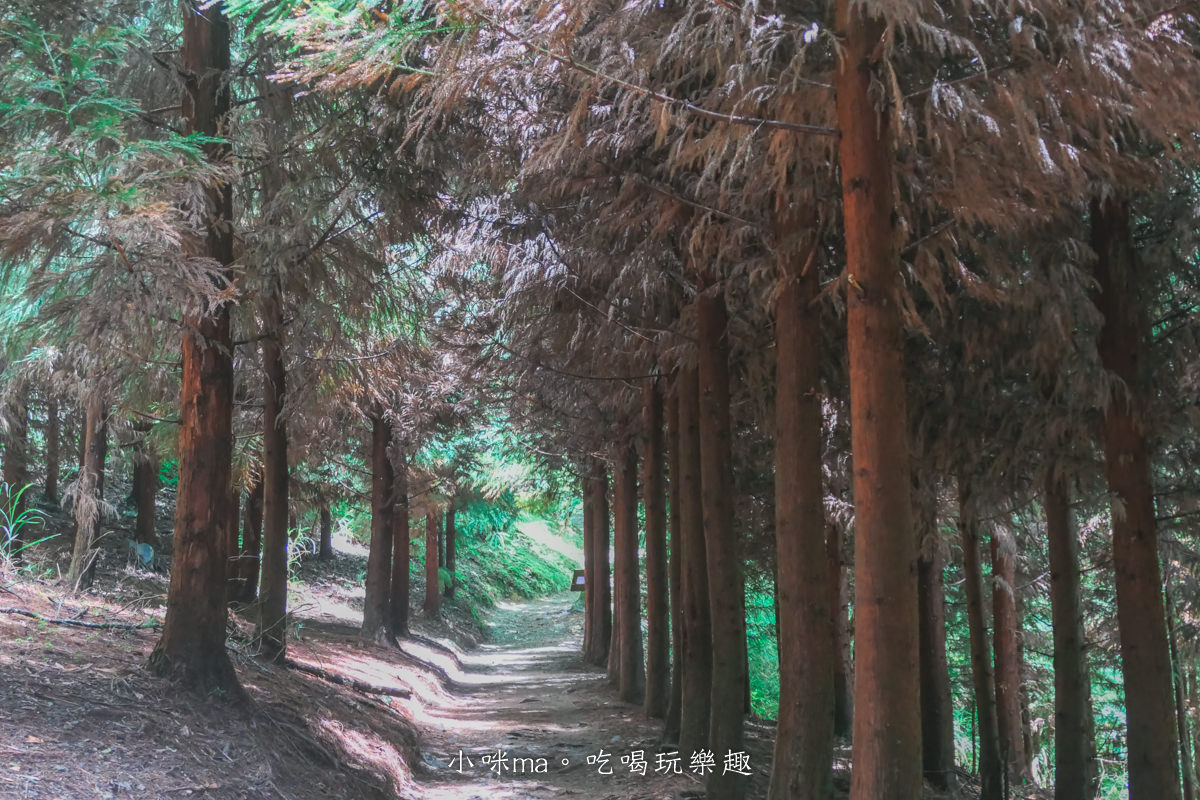 上帝的部落-司馬庫斯一日遊｜想探訪巨木群秘境不用擔心遙遠路途，愛優遊台灣包車行程 讓你輕鬆說走就走，司馬庫斯包車推薦