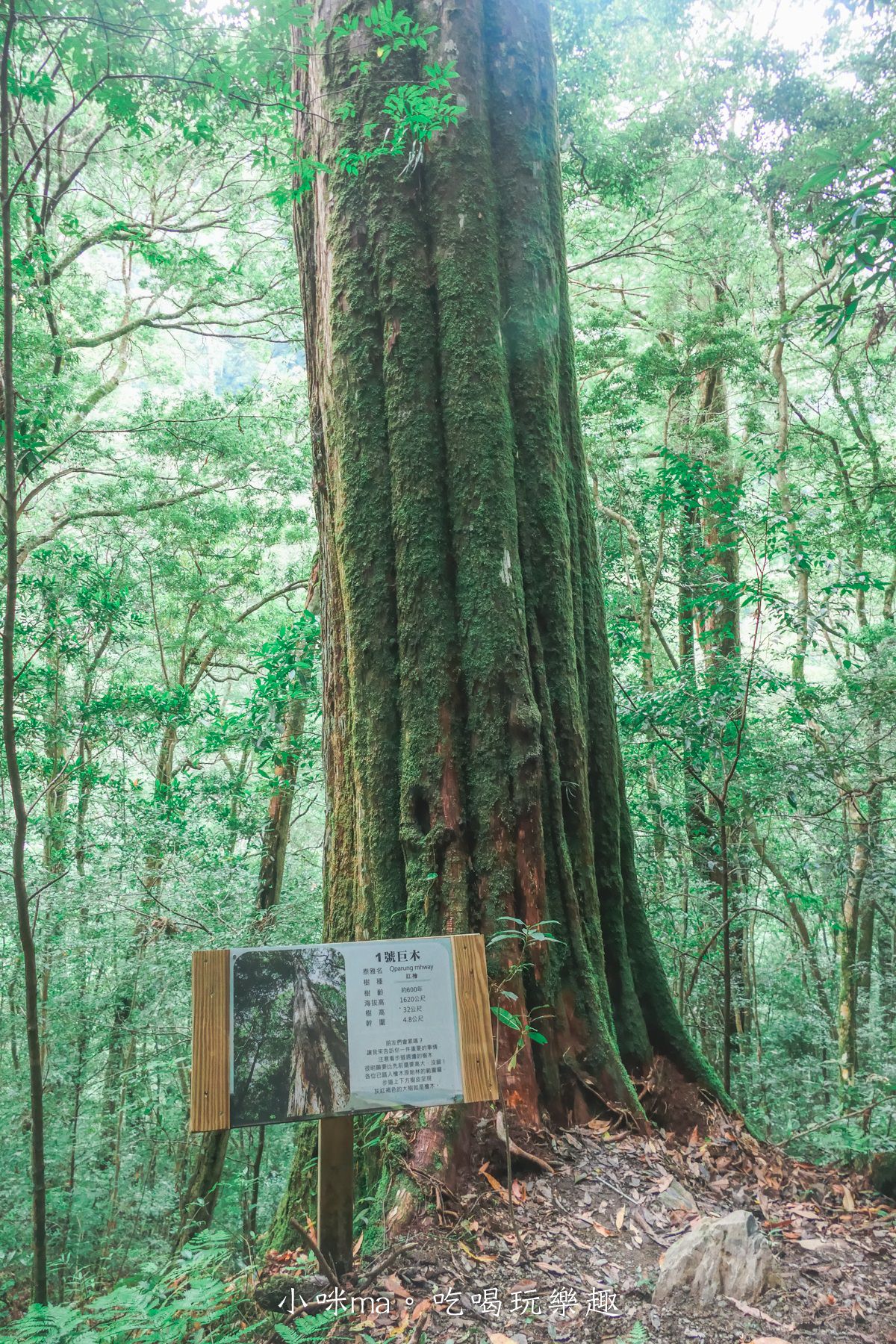 上帝的部落-司馬庫斯一日遊｜想探訪巨木群秘境不用擔心遙遠路途，愛優遊台灣包車行程 讓你輕鬆說走就走，司馬庫斯包車推薦