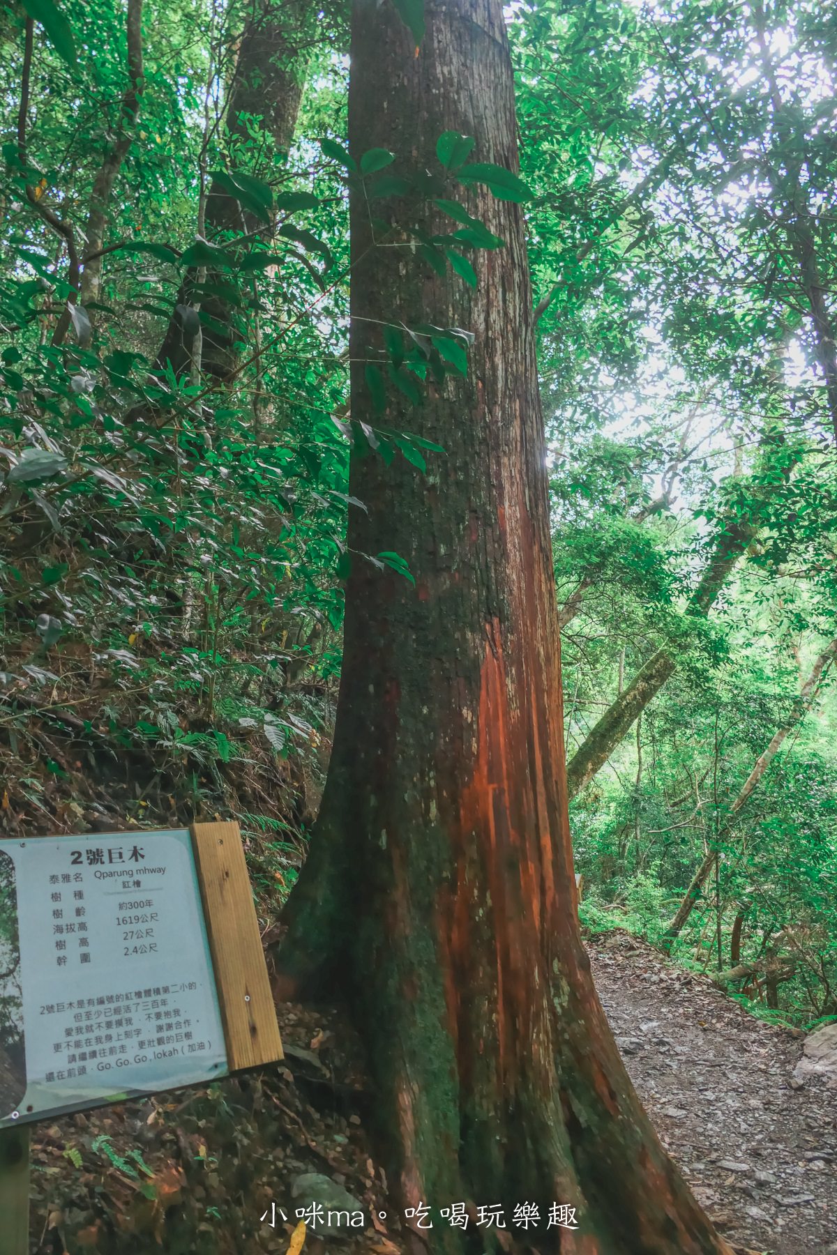上帝的部落-司馬庫斯一日遊｜想探訪巨木群秘境不用擔心遙遠路途，愛優遊台灣包車行程 讓你輕鬆說走就走，司馬庫斯包車推薦