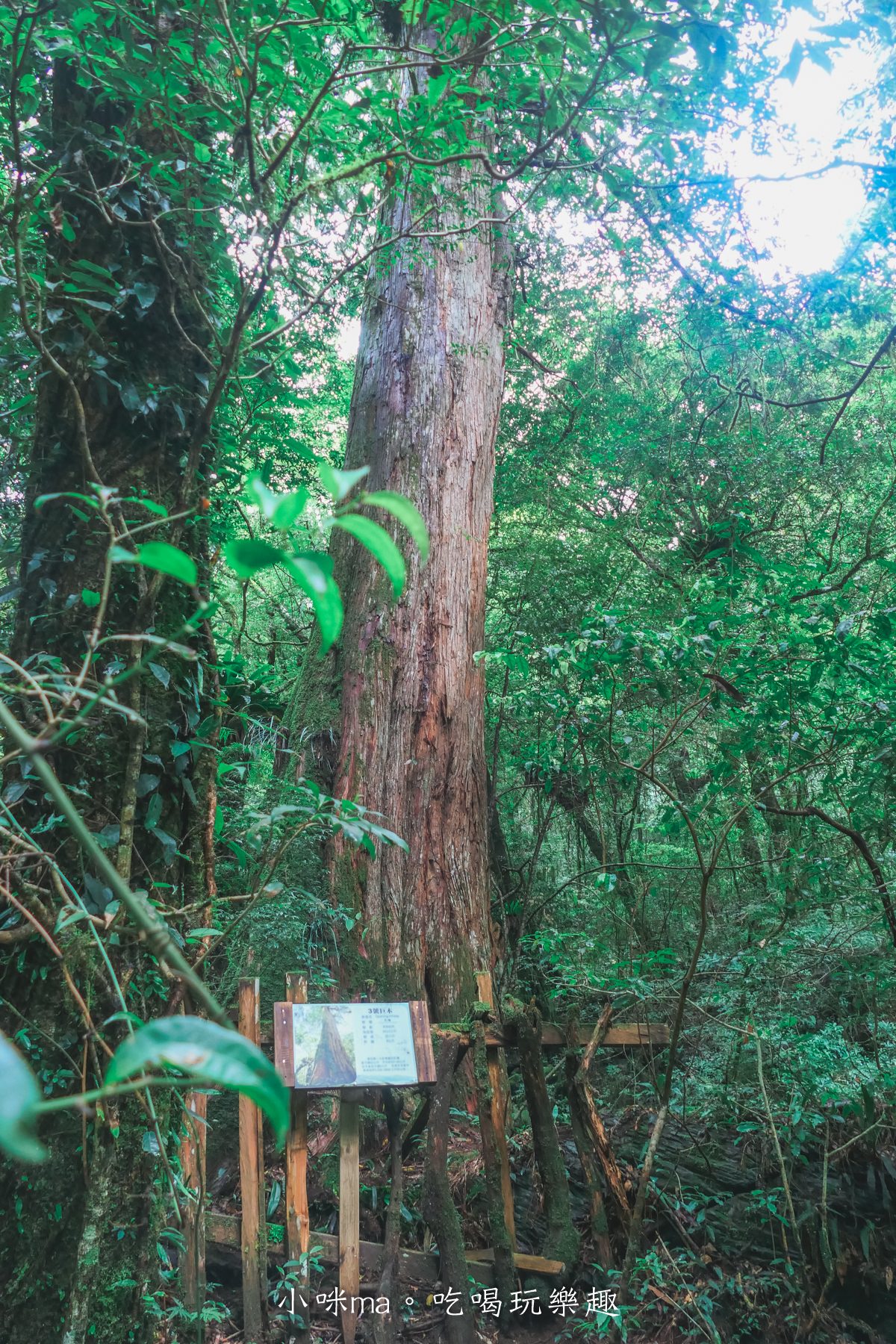 上帝的部落-司馬庫斯一日遊｜想探訪巨木群秘境不用擔心遙遠路途，愛優遊台灣包車行程 讓你輕鬆說走就走，司馬庫斯包車推薦