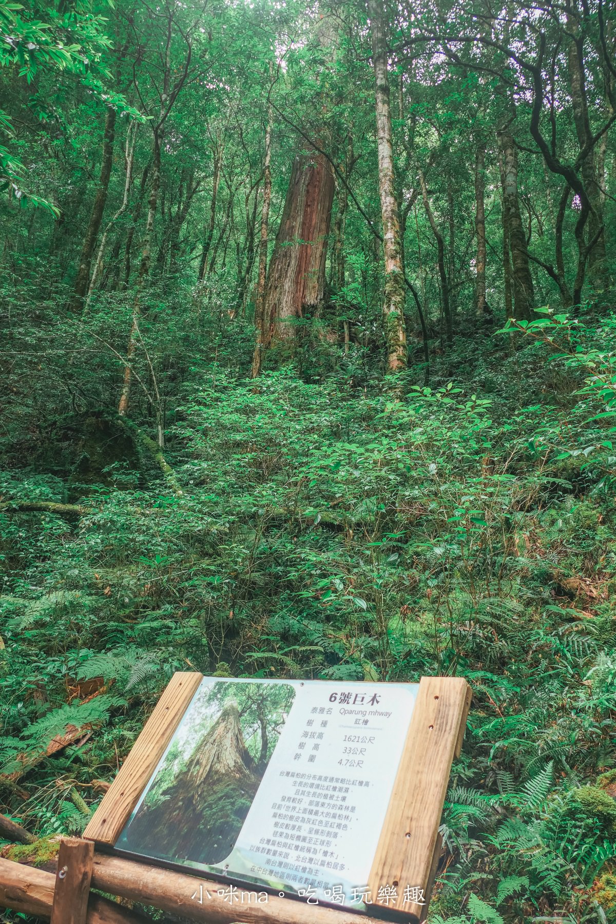 上帝的部落-司馬庫斯一日遊｜想探訪巨木群秘境不用擔心遙遠路途，愛優遊台灣包車行程 讓你輕鬆說走就走，司馬庫斯包車推薦