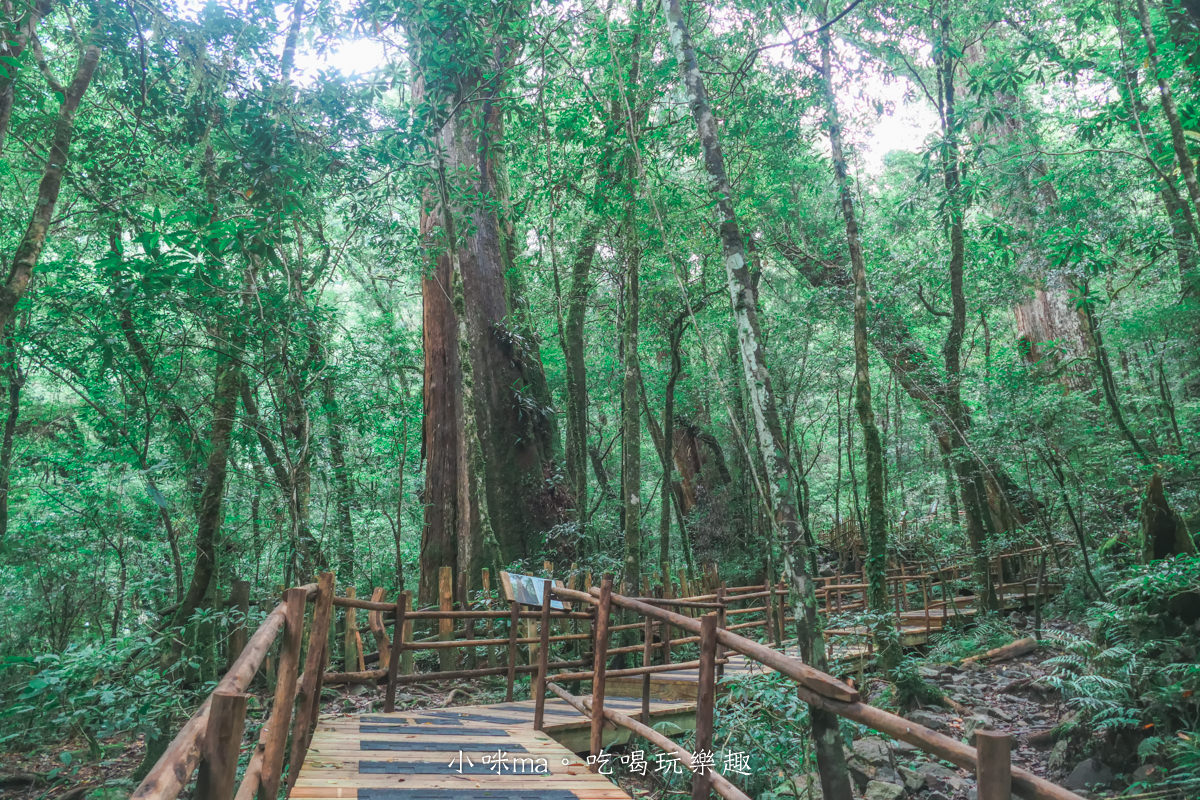 上帝的部落-司馬庫斯一日遊｜想探訪巨木群秘境不用擔心遙遠路途，愛優遊台灣包車行程 讓你輕鬆說走就走，司馬庫斯包車推薦