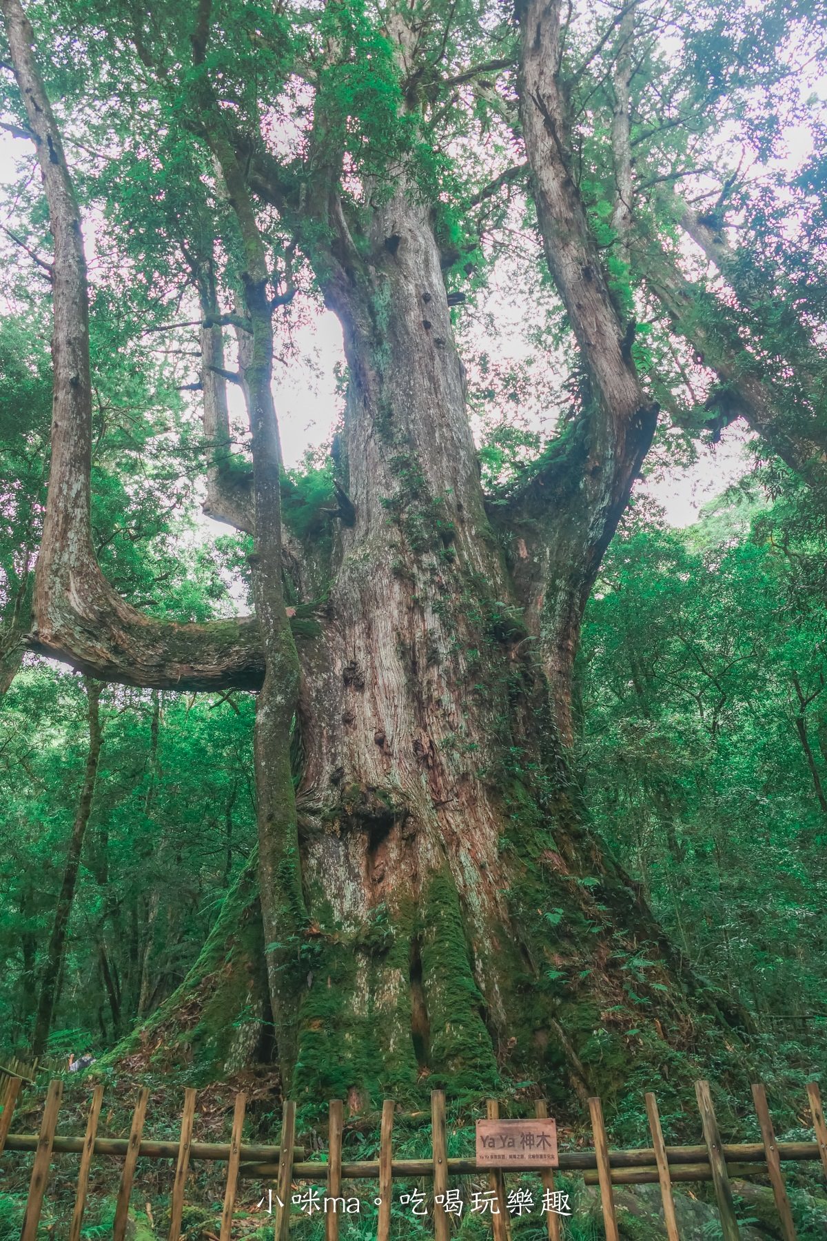 上帝的部落-司馬庫斯一日遊｜想探訪巨木群秘境不用擔心遙遠路途，愛優遊台灣包車行程 讓你輕鬆說走就走，司馬庫斯包車推薦