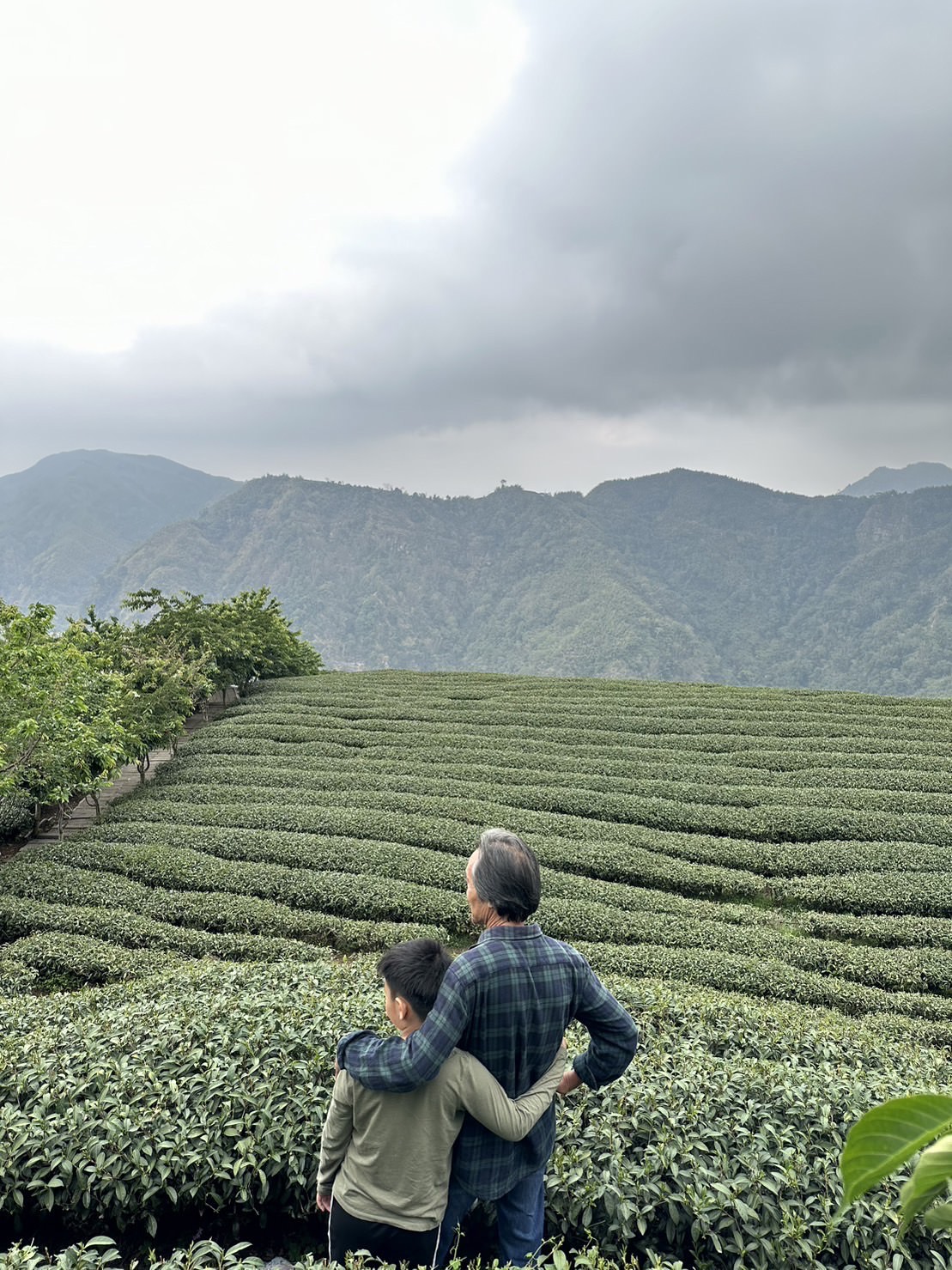 【南投景點】八卦茶園|雲霧繚繞的翠綠茶園,茶飲廣告拍攝場景,櫻花季來更是美不勝收,竹山景點 - 第18張圖 【南投景點】八卦茶園|雲霧繚繞的翠綠茶園,茶飲廣告拍攝場景,櫻花季來更是美不勝收,竹山景點