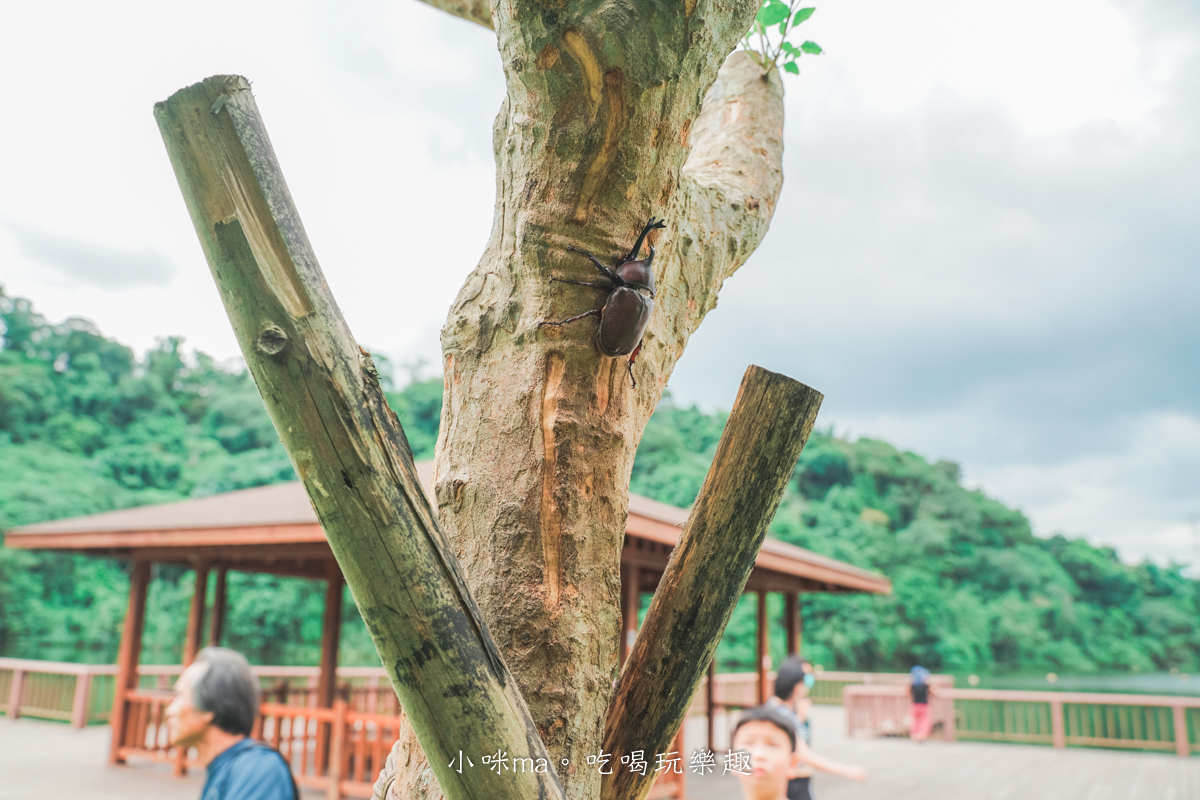 【桃園龍潭景點】三坑自然生態公園｜無料小溪戲水，悠閒環湖步道，還能順遊三坑老街、太平紅橋，桃園一日遊