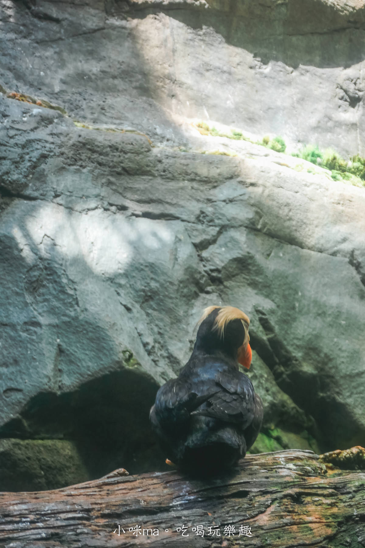 【大阪景點】海遊館|360度近距離觀賞超萌海豹、鯨鯊、企鵝,門票優惠&交通總整理,天保山一日遊 - 第21張圖 【大阪景點】海遊館|360度近距離觀賞超萌海豹、鯨鯊、企鵝,門票優惠&交通總整理,天保山一日遊