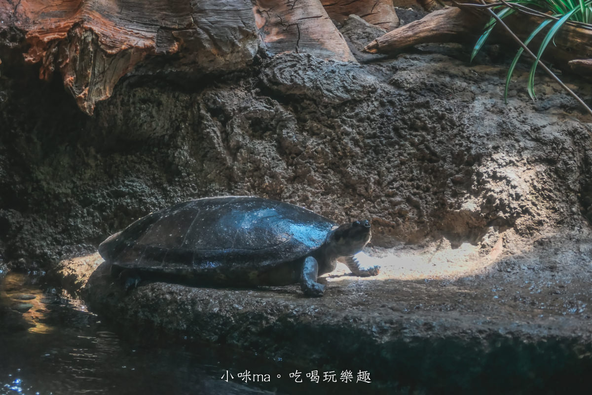 【大阪景點】海遊館|360度近距離觀賞超萌海豹、鯨鯊、企鵝,門票優惠&交通總整理,天保山一日遊 - 第26張圖 【大阪景點】海遊館|360度近距離觀賞超萌海豹、鯨鯊、企鵝,門票優惠&交通總整理,天保山一日遊