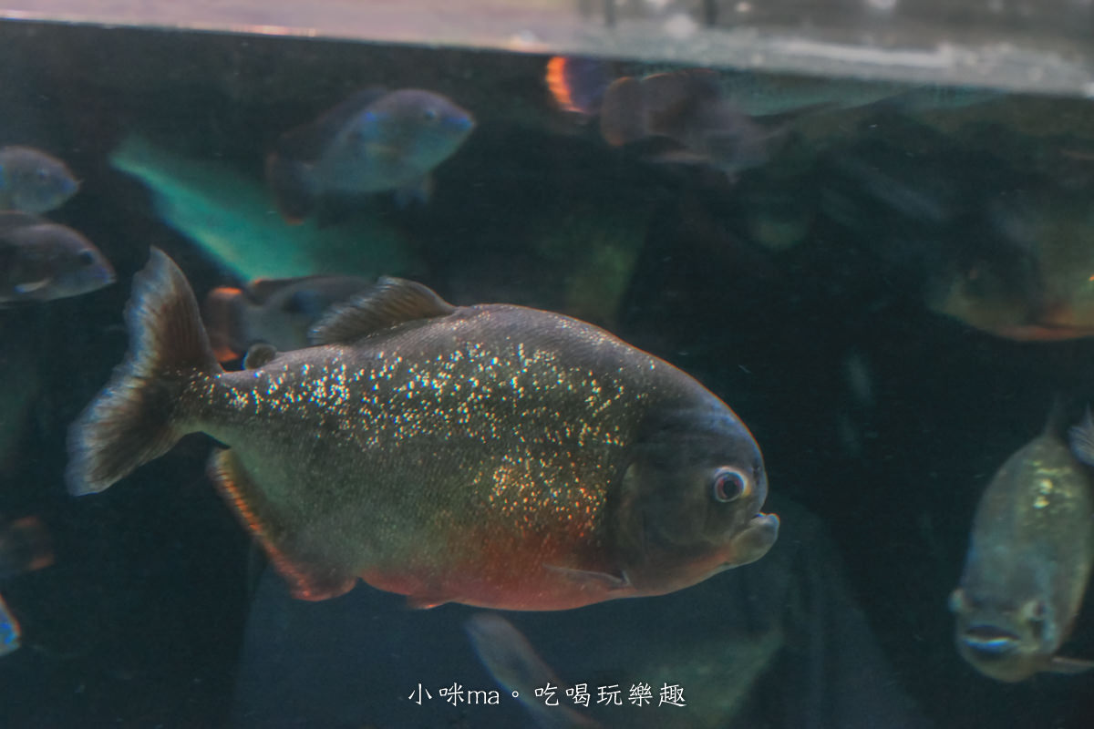 【大阪景點】海遊館|360度近距離觀賞超萌海豹、鯨鯊、企鵝,門票優惠&交通總整理,天保山一日遊 - 第27張圖 【大阪景點】海遊館|360度近距離觀賞超萌海豹、鯨鯊、企鵝,門票優惠&交通總整理,天保山一日遊