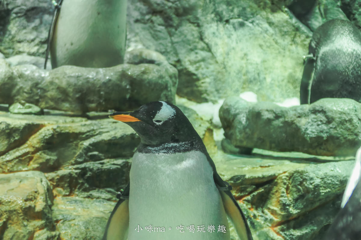【大阪景點】海遊館|360度近距離觀賞超萌海豹、鯨鯊、企鵝,門票優惠&交通總整理,天保山一日遊 - 第29張圖 【大阪景點】海遊館|360度近距離觀賞超萌海豹、鯨鯊、企鵝,門票優惠&交通總整理,天保山一日遊