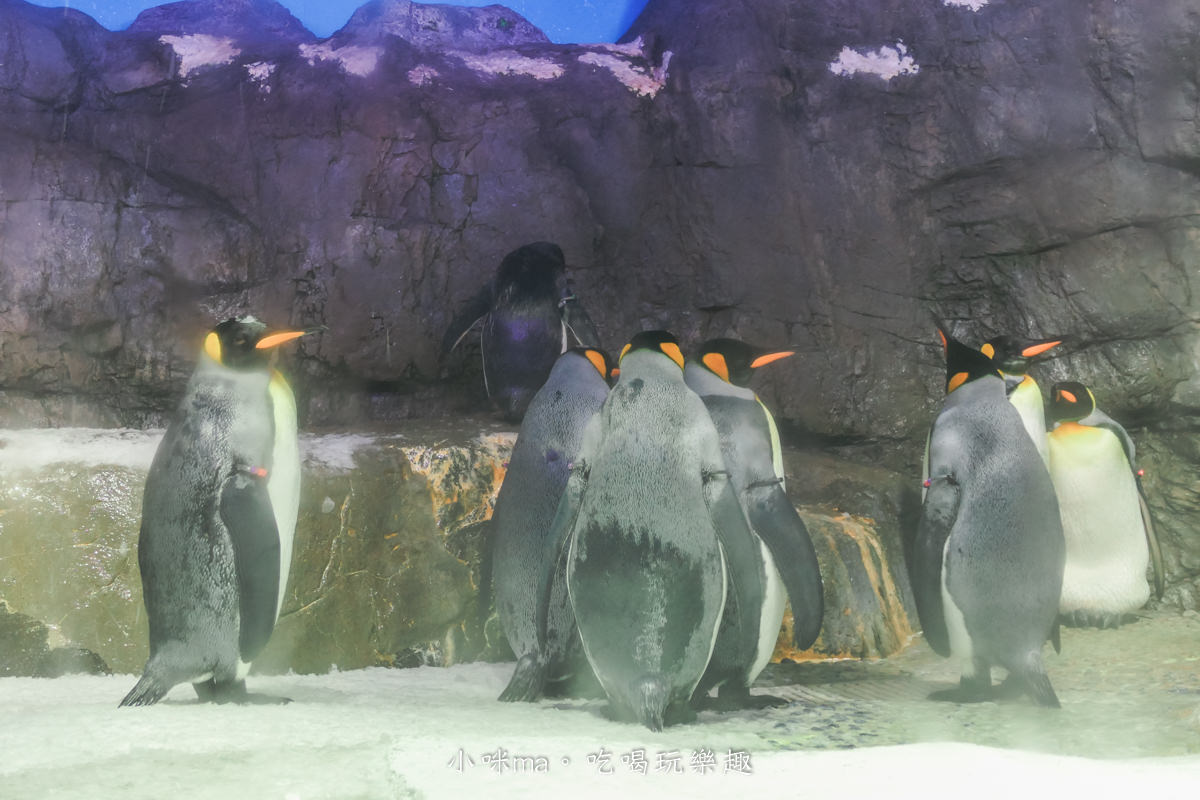 【大阪景點】海遊館|360度近距離觀賞超萌海豹、鯨鯊、企鵝,門票優惠&交通總整理,天保山一日遊 - 第28張圖 【大阪景點】海遊館|360度近距離觀賞超萌海豹、鯨鯊、企鵝,門票優惠&交通總整理,天保山一日遊