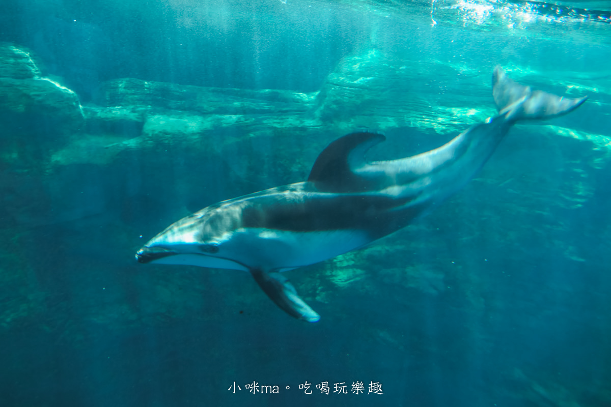 【大阪景點】海遊館|360度近距離觀賞超萌海豹、鯨鯊、企鵝,門票優惠&交通總整理,天保山一日遊 - 第30張圖 【大阪景點】海遊館|360度近距離觀賞超萌海豹、鯨鯊、企鵝,門票優惠&交通總整理,天保山一日遊