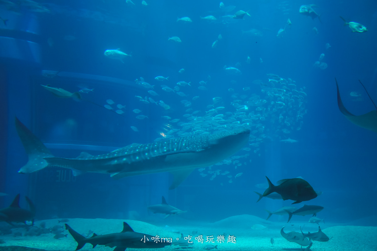 【大阪景點】海遊館|360度近距離觀賞超萌海豹、鯨鯊、企鵝,門票優惠&交通總整理,天保山一日遊 - 第33張圖 【大阪景點】海遊館|360度近距離觀賞超萌海豹、鯨鯊、企鵝,門票優惠&交通總整理,天保山一日遊