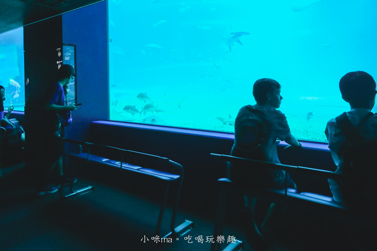 【大阪景點】海遊館|360度近距離觀賞超萌海豹、鯨鯊、企鵝,門票優惠&交通總整理,天保山一日遊 - 第40張圖 【大阪景點】海遊館|360度近距離觀賞超萌海豹、鯨鯊、企鵝,門票優惠&交通總整理,天保山一日遊